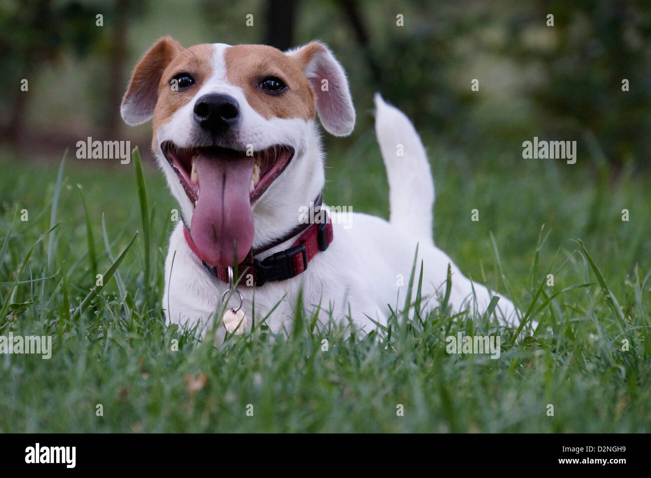 Jack Russell Terrier Hund Haustier keuchend Zunge Stockfoto