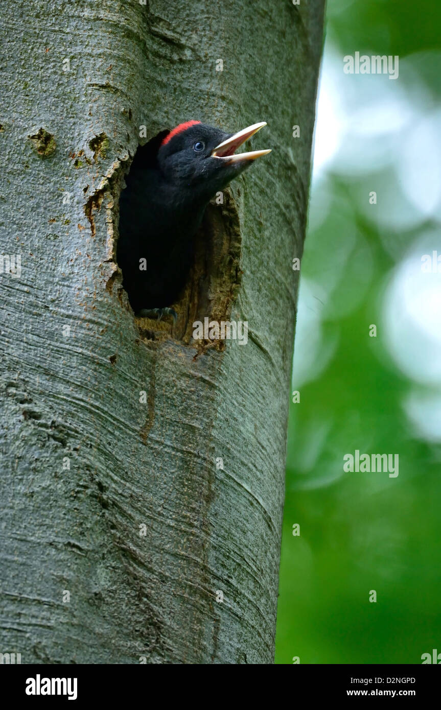 Schwarzspecht, Jungvogel - Schwarzspecht, junge • Baden-Württemberg, Deutschland Stockfoto