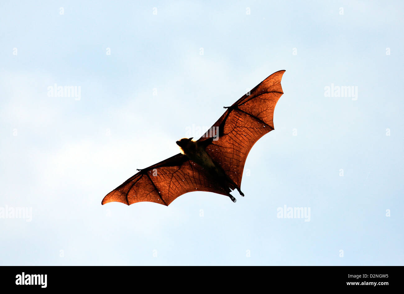 Flughund (Flying Fox) in Tissamaharama, Sri Lanka. Stockfoto