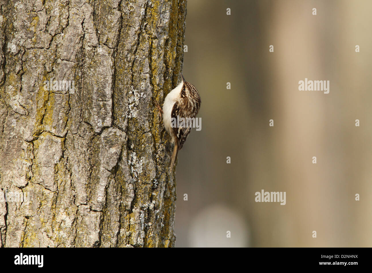 Braun Creeper (Certhia Americana) im Winter. Stockfoto