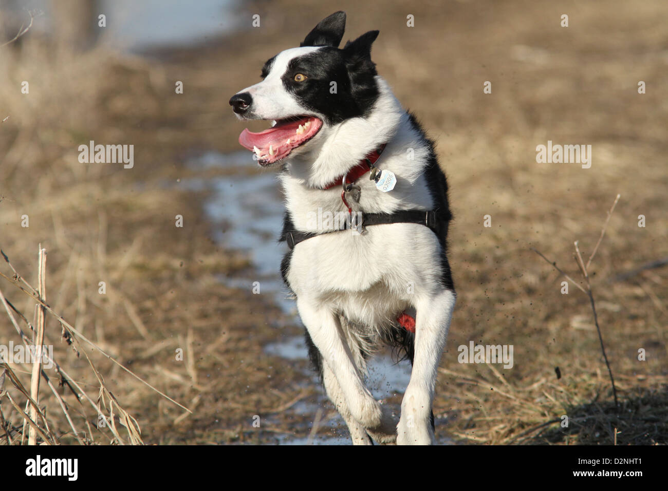 Glücklich Border Collie laufen im Frühjahr Stockfoto