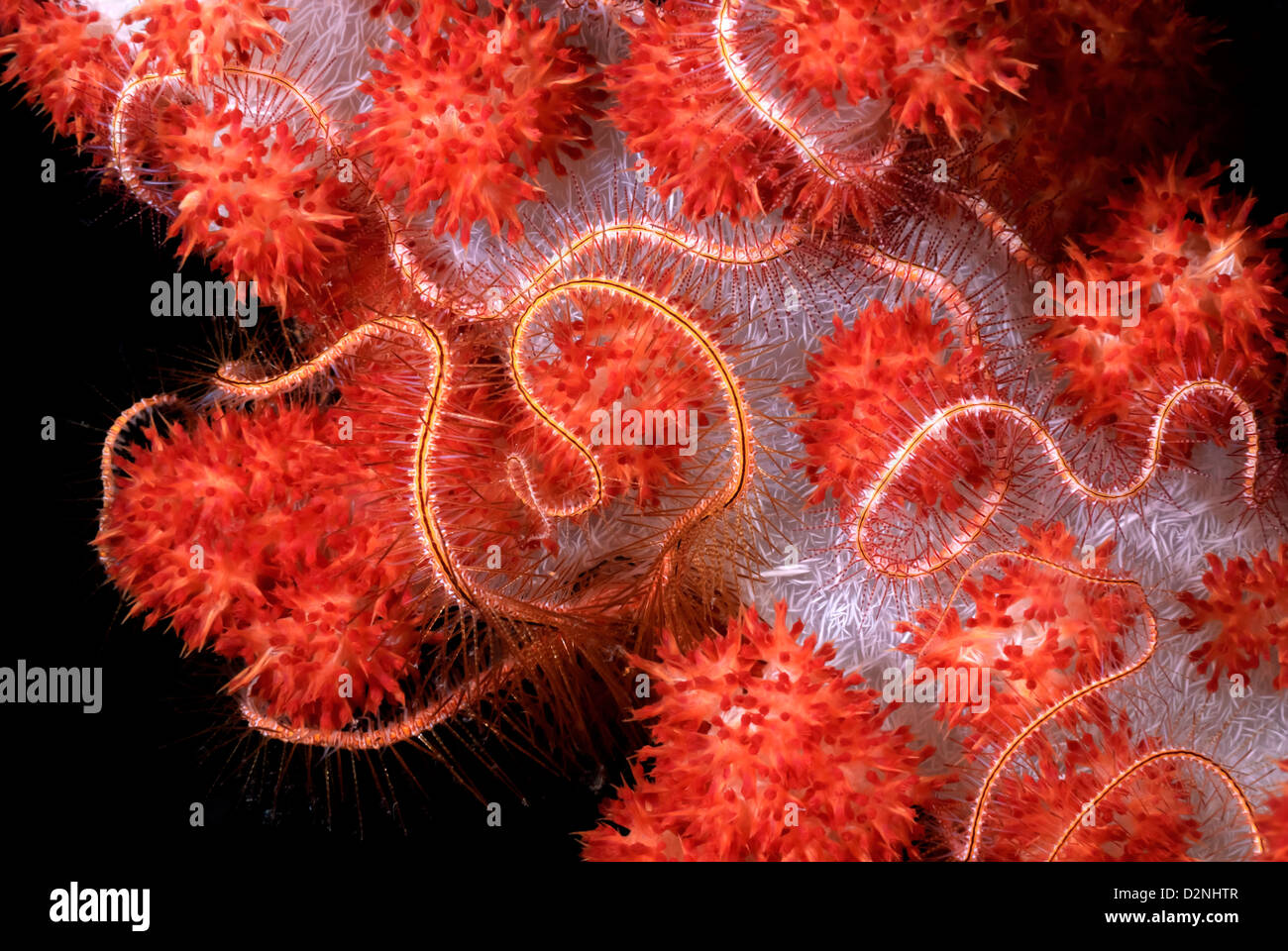 Schlangenstern Ophiothrix Purpurea Fütterung oder Aufräumvorgang auf weichen Korallen Dendronephthya, Coral Sea, Pazifik, Papua Neu Guinea Stockfoto