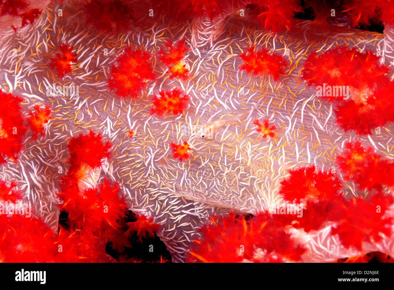 Weiche Korallen Grundel Bryaninops Yongei auf weichen Korallen Dendronephthya Loloata, zentrale Provence, Papua Neuguinea, Coral Sea Stockfoto