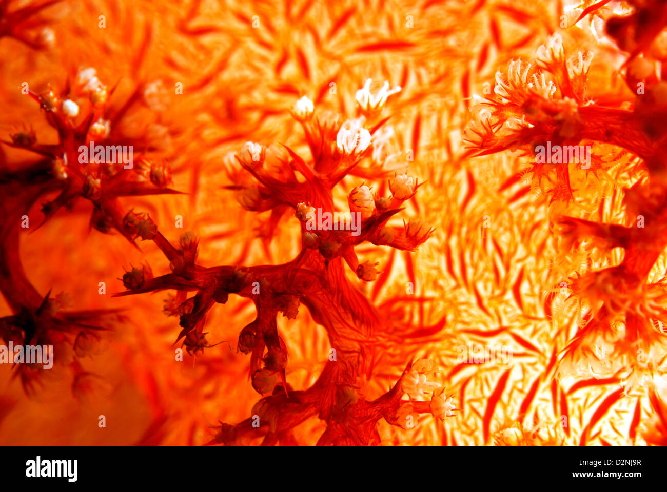 Dendronephthya Soft Coral. Loloata Island, zentrale Provence, Papua Neuguinea, Coral Sea, Pazifischer Ozean Stockfoto