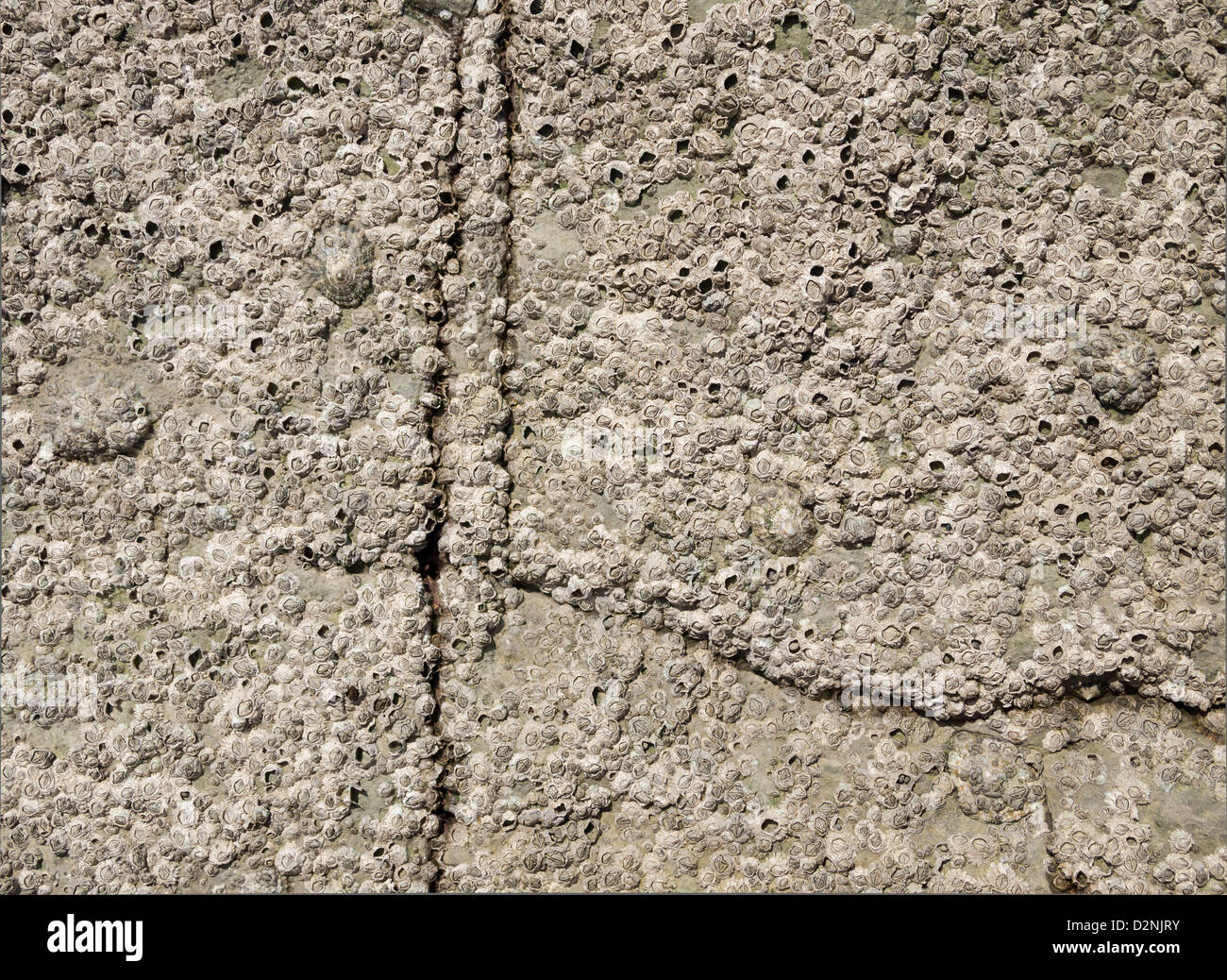 Barnacle bedeckt Rock Hintergrund Stockfoto