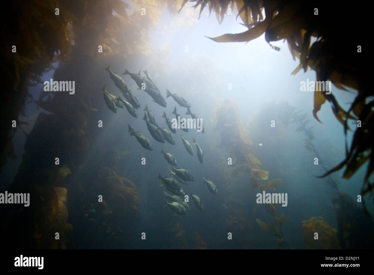 Im Casino Point Dive Park auf Catalina Island schwimmt eine Schule des Seetangbasts durch den lichtdurchfluteten Seetangwald Stockfoto