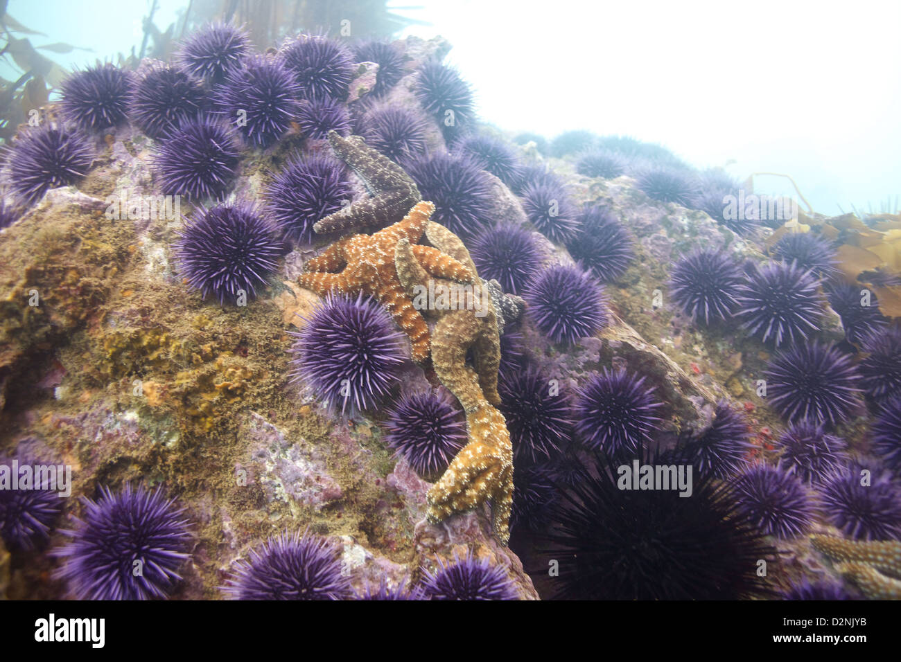 Seestern verklumpen auf einem Felsen umgeben von lila Seeigel, vor der Küste von Südkalifornien Stockfoto