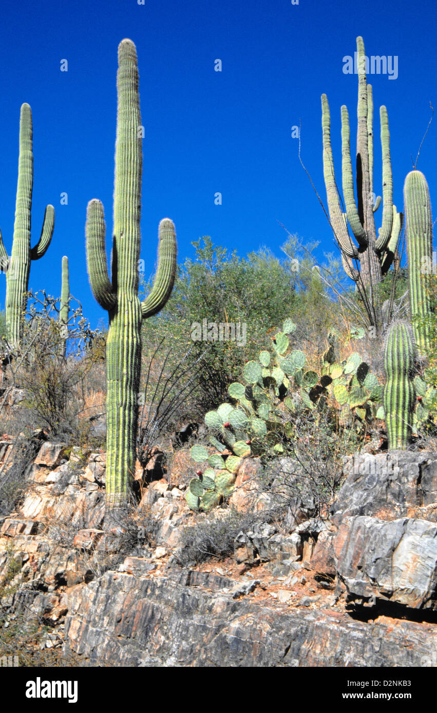 Saguaro-Nationalpark ist ein idealer Ort zum Wandern inmitten atemberaubender Saguaros in der Sonora-Wüste, in der Nähe von Tucson, Arizona Stockfoto