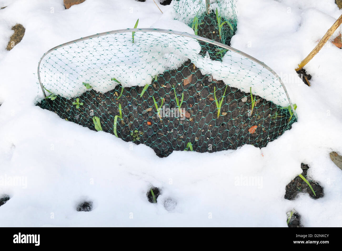 Junger Knoblauch Pflanzen unter Garten Netting im Schnee Stockfoto