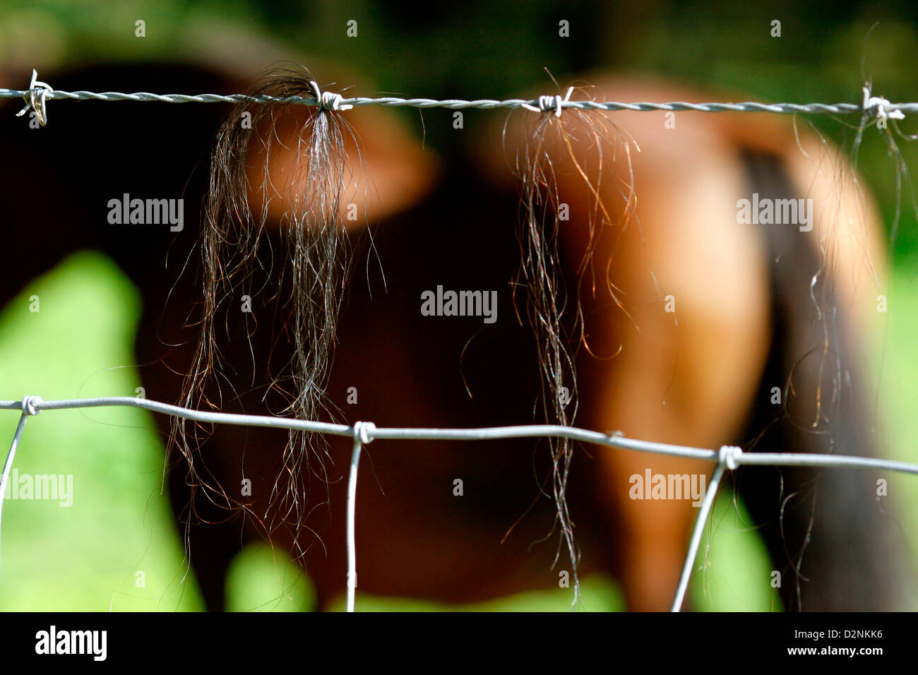 Pferdehaar hängt von Stacheldraht. Stockfoto Pferdehaar hängt von Stacheldraht. Stockfoto