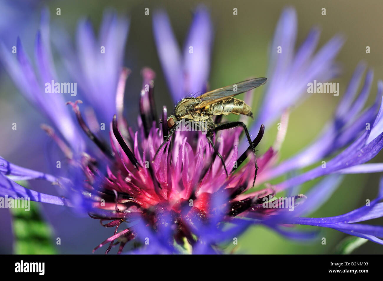 Berg-Flockenblume (Centaurea Montana) mehrjährig Kornblume • Landkreis Schwäbisch Hall, Baden-Württemberg, Deutschland Stockfoto