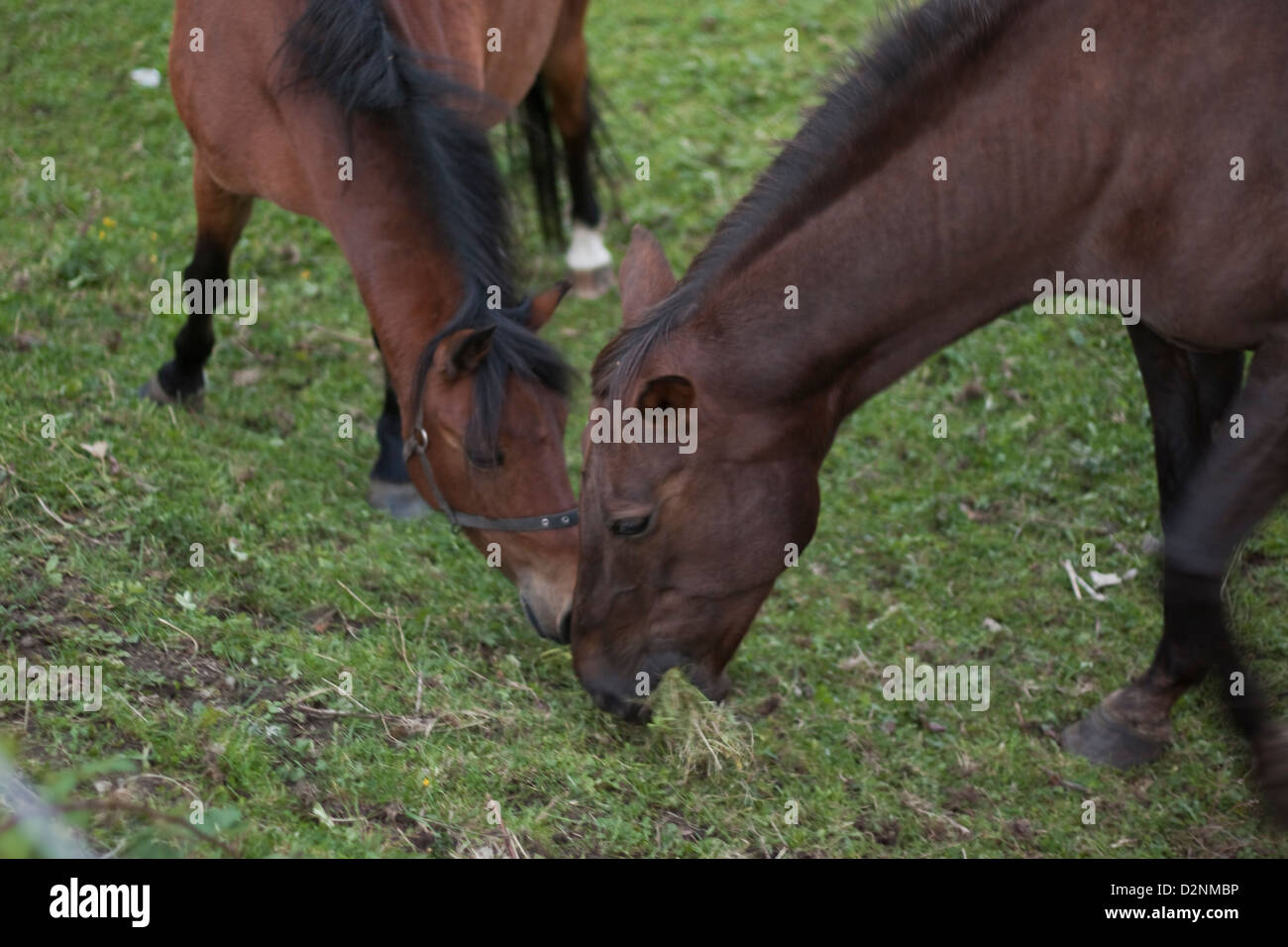 horses2 Stockfoto
