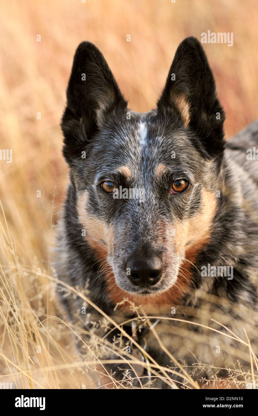 Ein Australian Cattle Dog, auch bekannt als Blue Heeler, Wanderungen in den Wiesen des südlichen Arizona in der Nähe von Green Valley, USA. Stockfoto