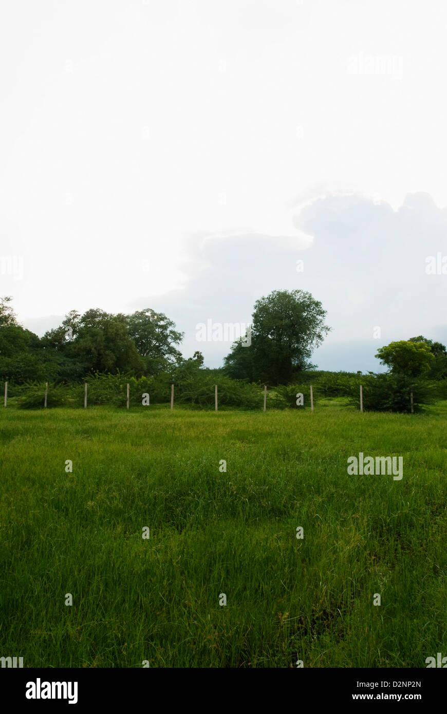 Rasen Sie in einem Feld, Kanchipuram, Tamil Nadu, Indien Stockfoto