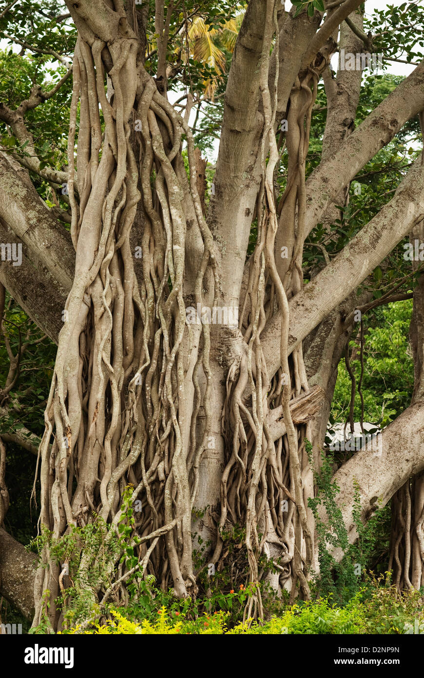 Luftwurzeln von einem Baum, Mysore Zoo Mysore, Karnataka, Indien Stockfoto