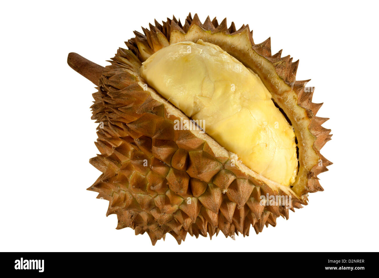 Durian Frucht riecht süß mit hohen Kohlenhydrate. Stockfoto