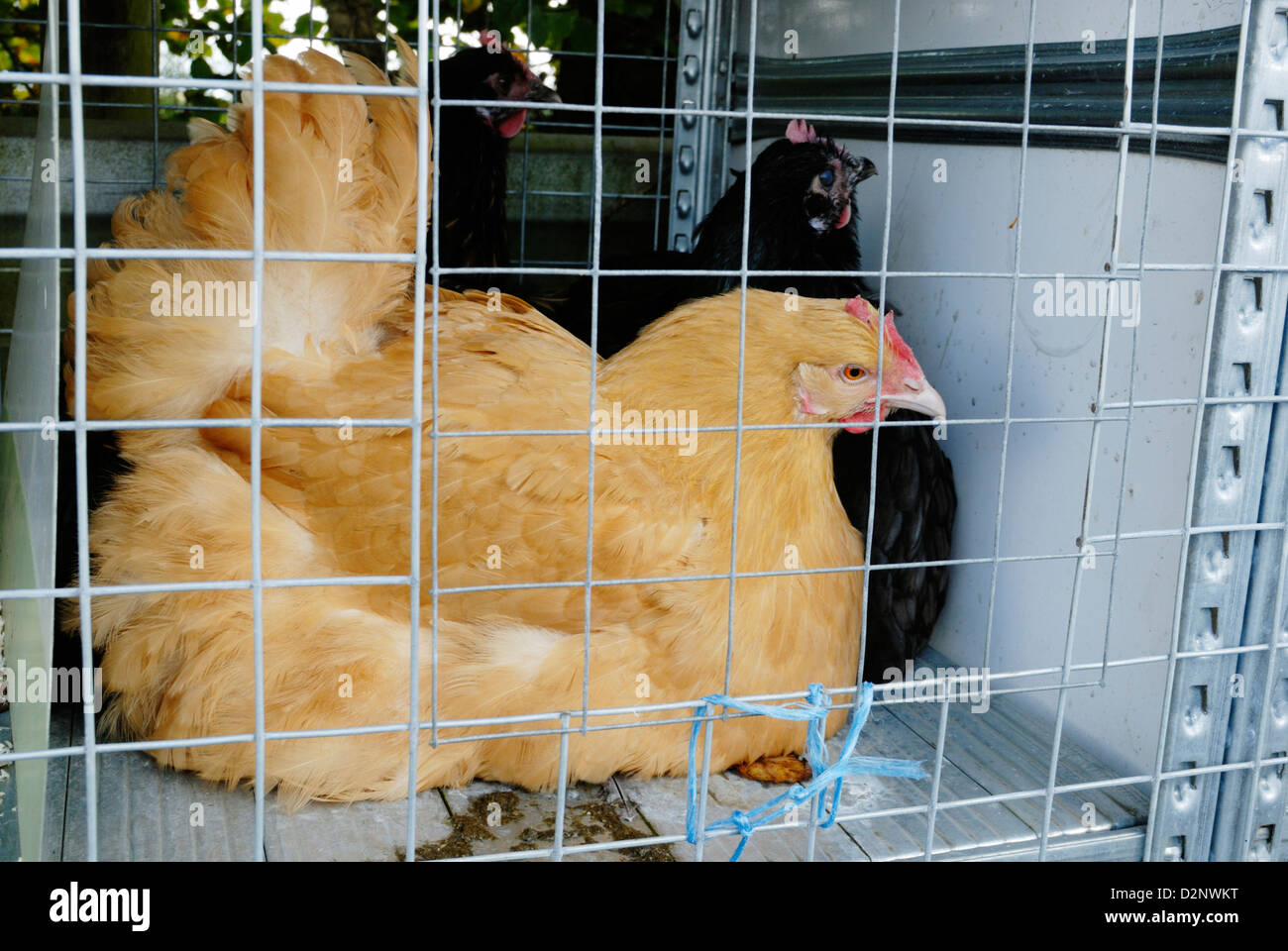 Buff und Black Orpington Hens bei einem Geflügelverkauf, Wales, Großbritannien. Stockfoto