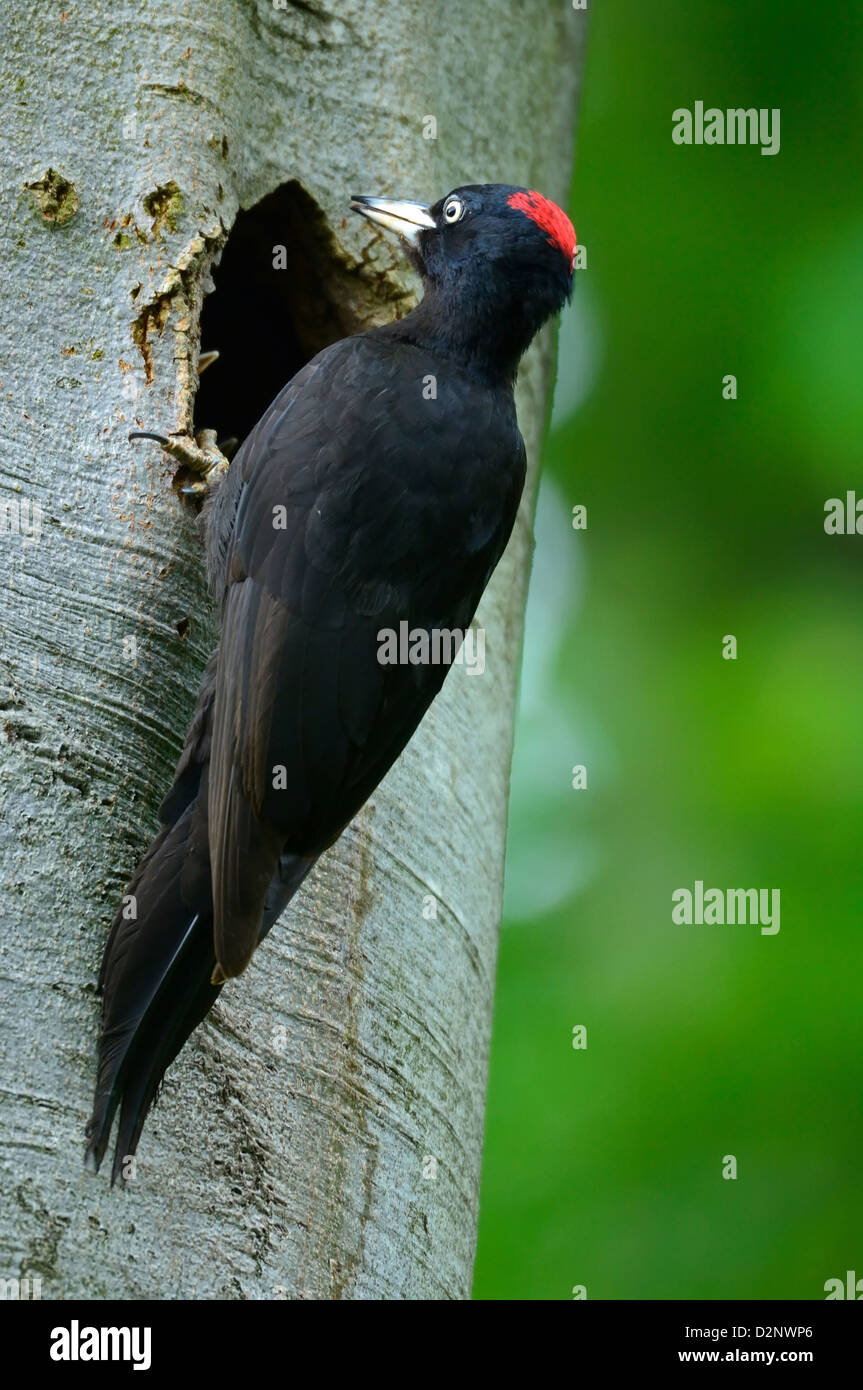 Schwarzspecht, Weibchen - Schwarzspecht, weibliche • Baden-Württemberg, Deutschland Stockfoto