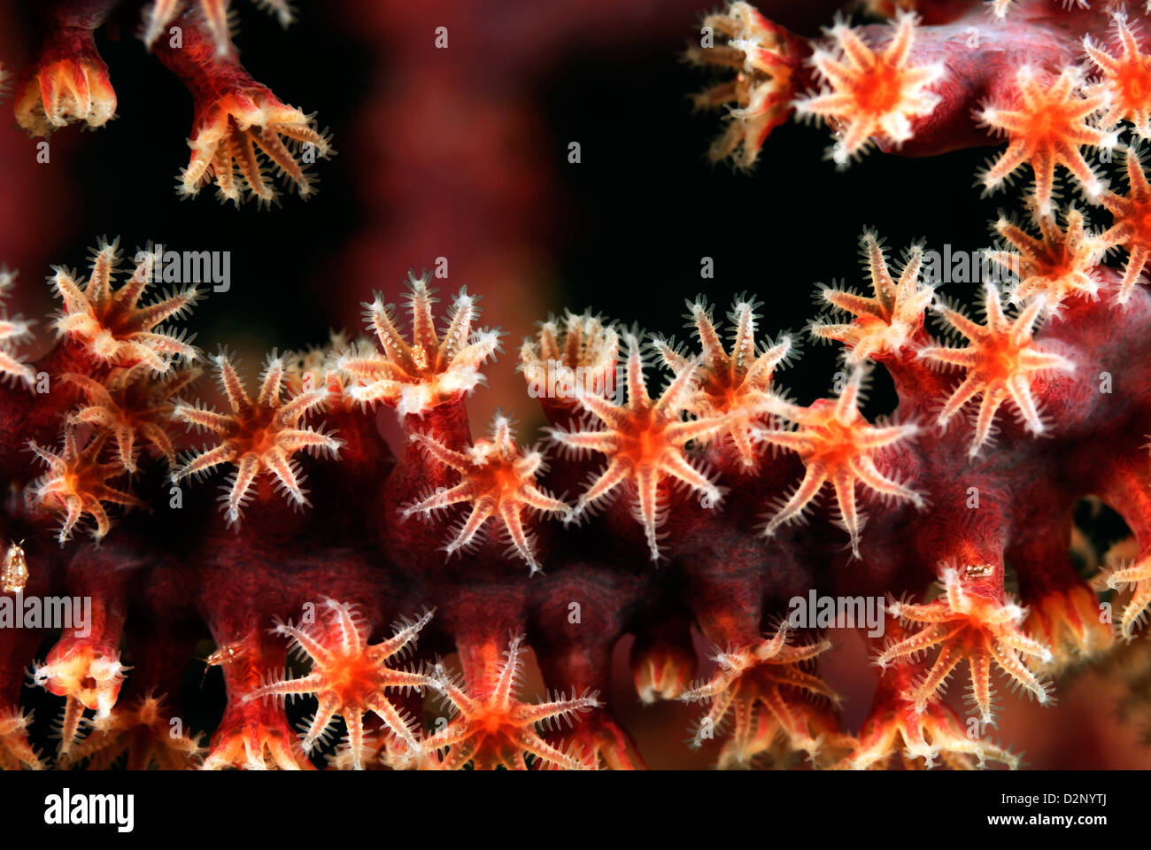 Gorgonien Subergorgia Mollis mit winzigen Krustentiere Crustacea, Loloata Island, Papua Neu Guinea, Coral Sea Pazifischen Ozean Stockfoto