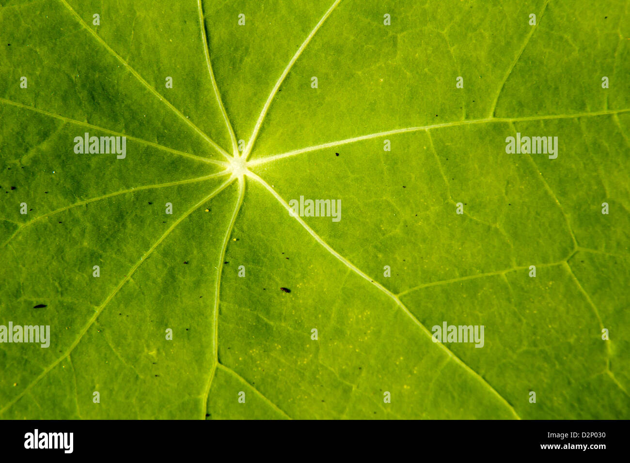 Grünes Blatt-Nahaufnahme Stockfoto