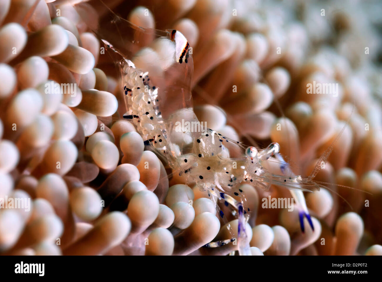 Loloata Island, Port Moresby, zentrale Provence, Papua Neuguinea, Coral Sea, Pazifik Stockfoto