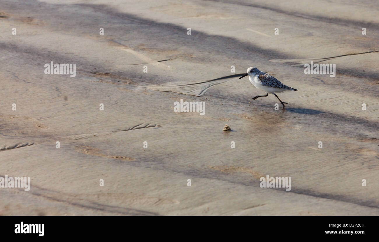 Bild eines winzigen Semipalmated Strandläufer (Calidris Pusilla) Vogels läuft auf dem nassen Sand einer Küste in Westeuropa schwenken. Stockfoto