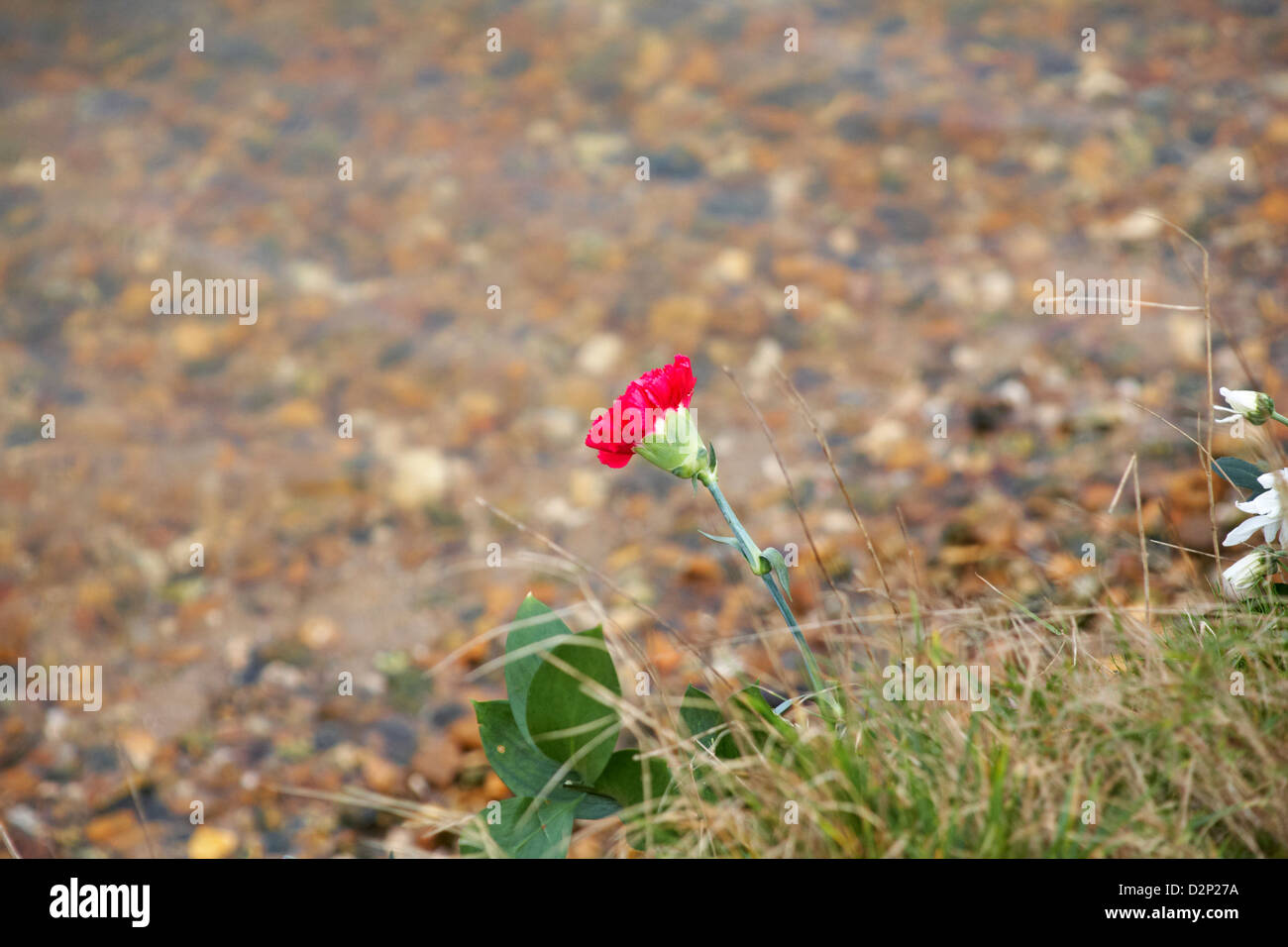 Einzelne rote Nelke - links Blumen im Gedächtnis von Wasser bei Hengistbury Head, Dorset im Januar Stockfoto