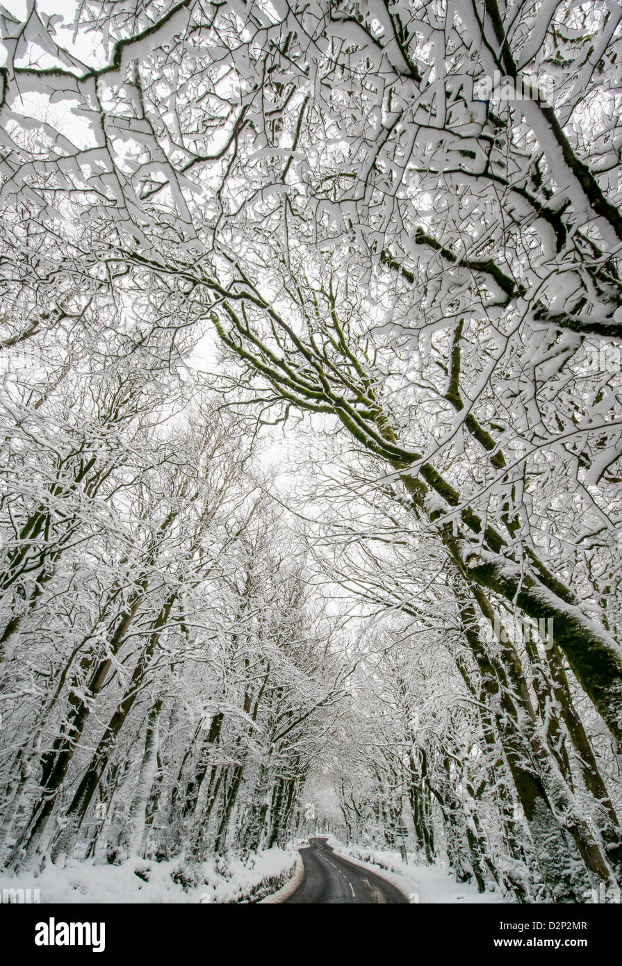 Eine Straße schlängelt sich unter einem verzauberten Schnee gesäumt Wald im Winter auf die A39 in der Nähe von Porlock, Somerset, Großbritannien Stockfoto