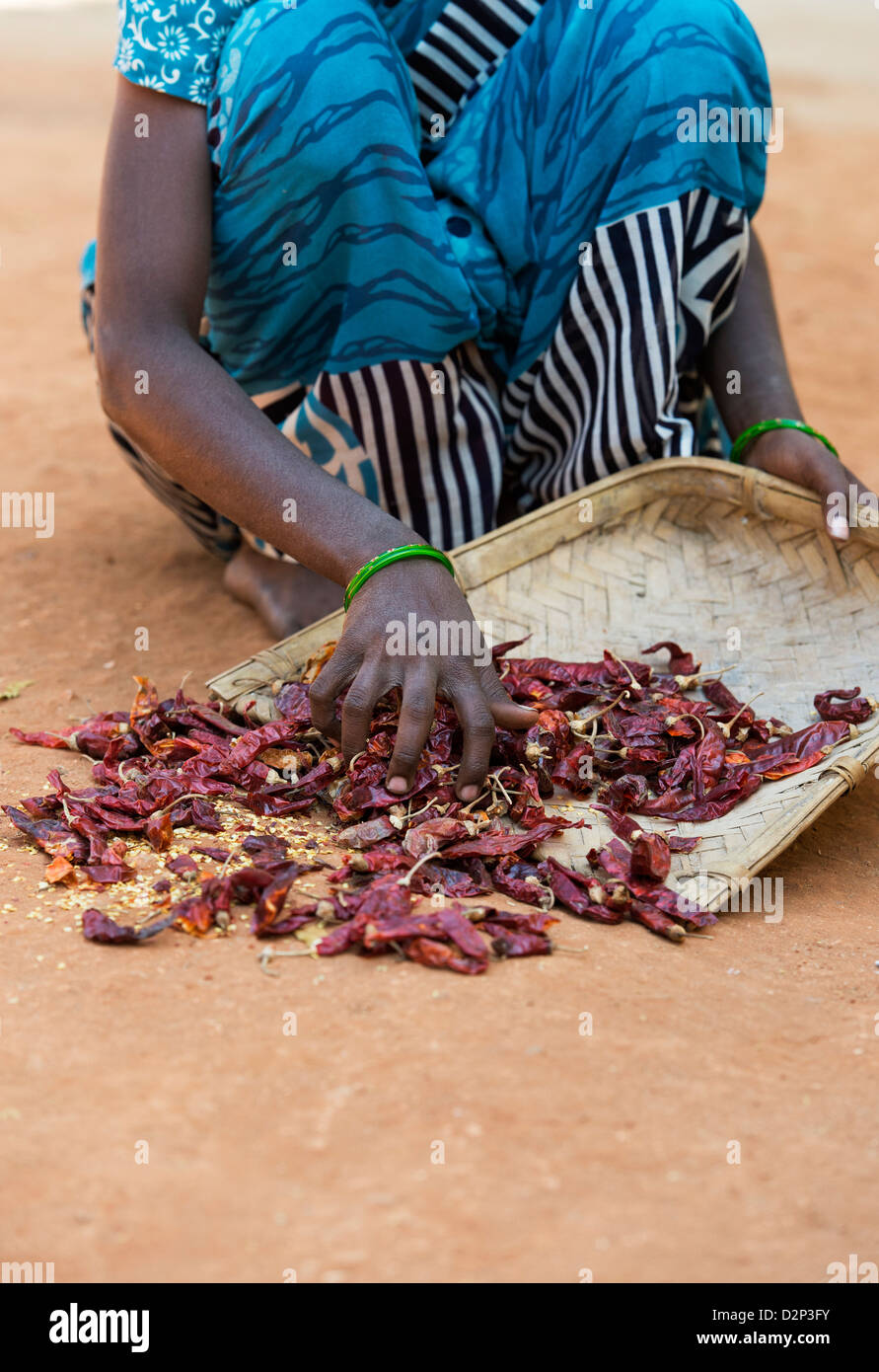 Indische Dorf Frau sammeln getrocknete rote Chilis in eine gewebte Tablett nach dem Trocknen in der Sonne. Andhra Pradesh, Indien Stockfoto