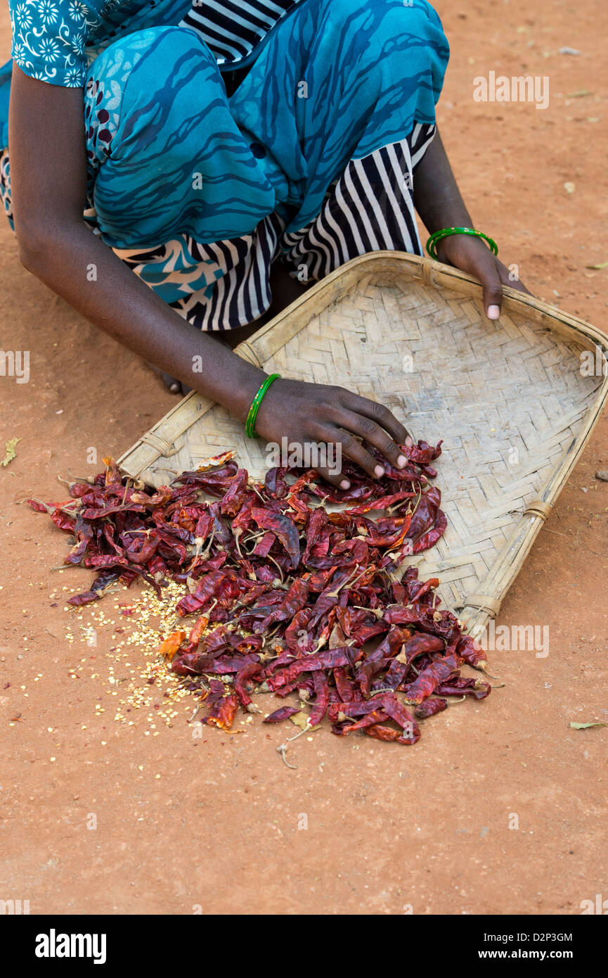 Indische Dorf Frau sammeln getrocknete rote Chilis in eine gewebte Tablett nach dem Trocknen in der Sonne. Andhra Pradesh, Indien Stockfoto