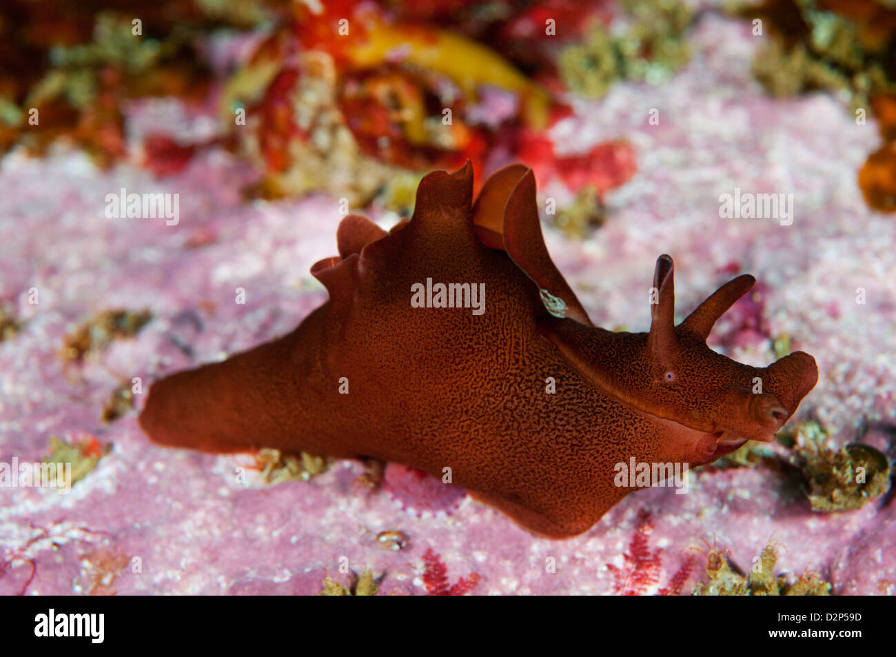 Ein Meer-Hase (Aplysiomorpha) kriecht über das Riffdach in St Kilda, Schottland, Großbritannien. Stockfoto