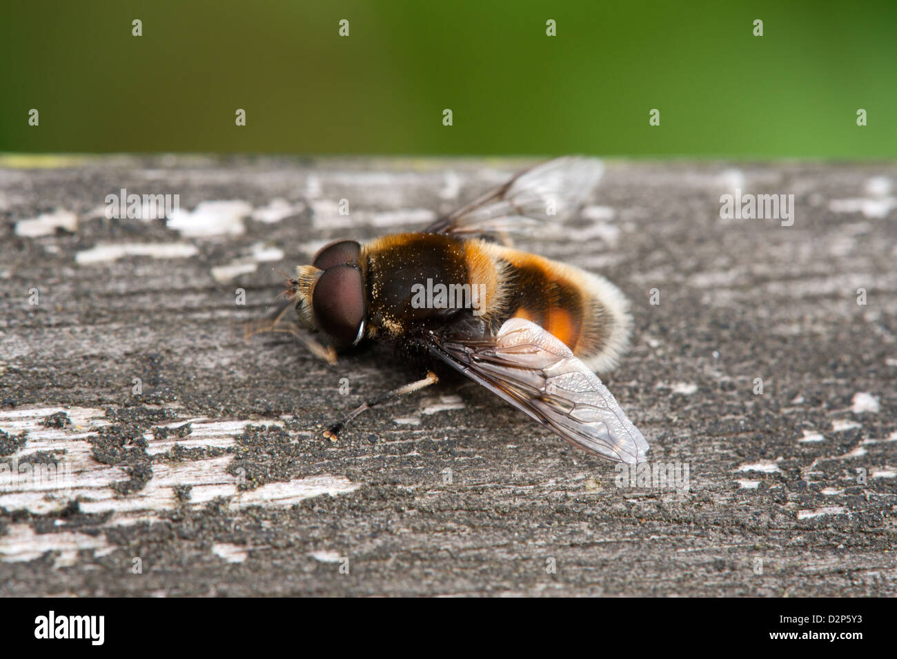 Hoverfly Eristalis Pertinax Erwachsenen im Ruhezustand auf einem Holzzaun-Schiene Stockfoto