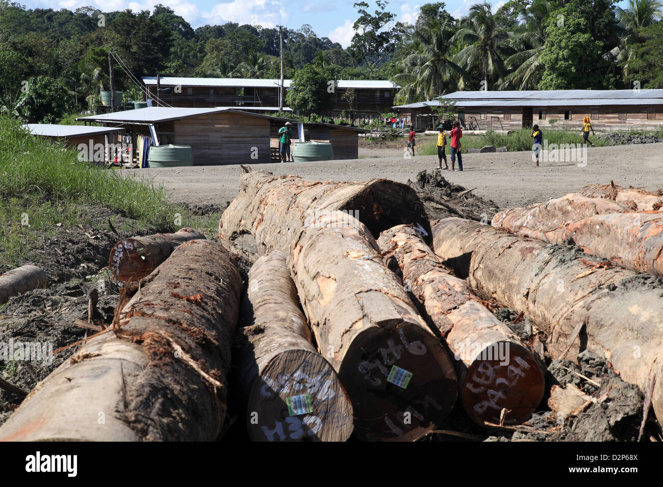 Baumstämme in der Nähe von einem Protokollierung Arbeitnehmer Dorf in der Provinz Madang, Papua-Neu-Guinea Stockfoto