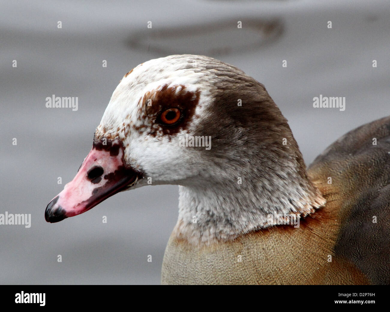 Extreme Nahaufnahme des Kopfes ein Schwimmen Nilgans (Alopochen Aegyptiaca) Stockfoto