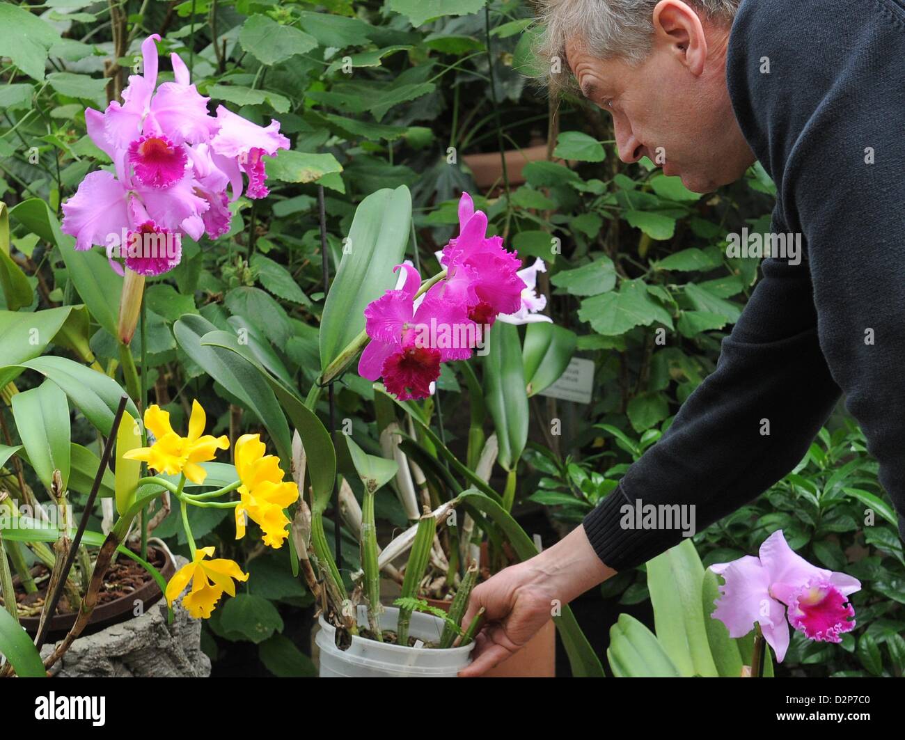 Orchidee Züchter Hans Joachim Wlodarczyk stellt eine ...