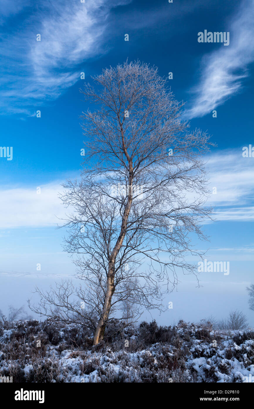 Winter in den Yorkshire Dales. Schnee. Frost, Raureif Birken, Nebel, blauer Himmel, Heather, Bracken, Wolke Inversion, Landschaft Stockfoto