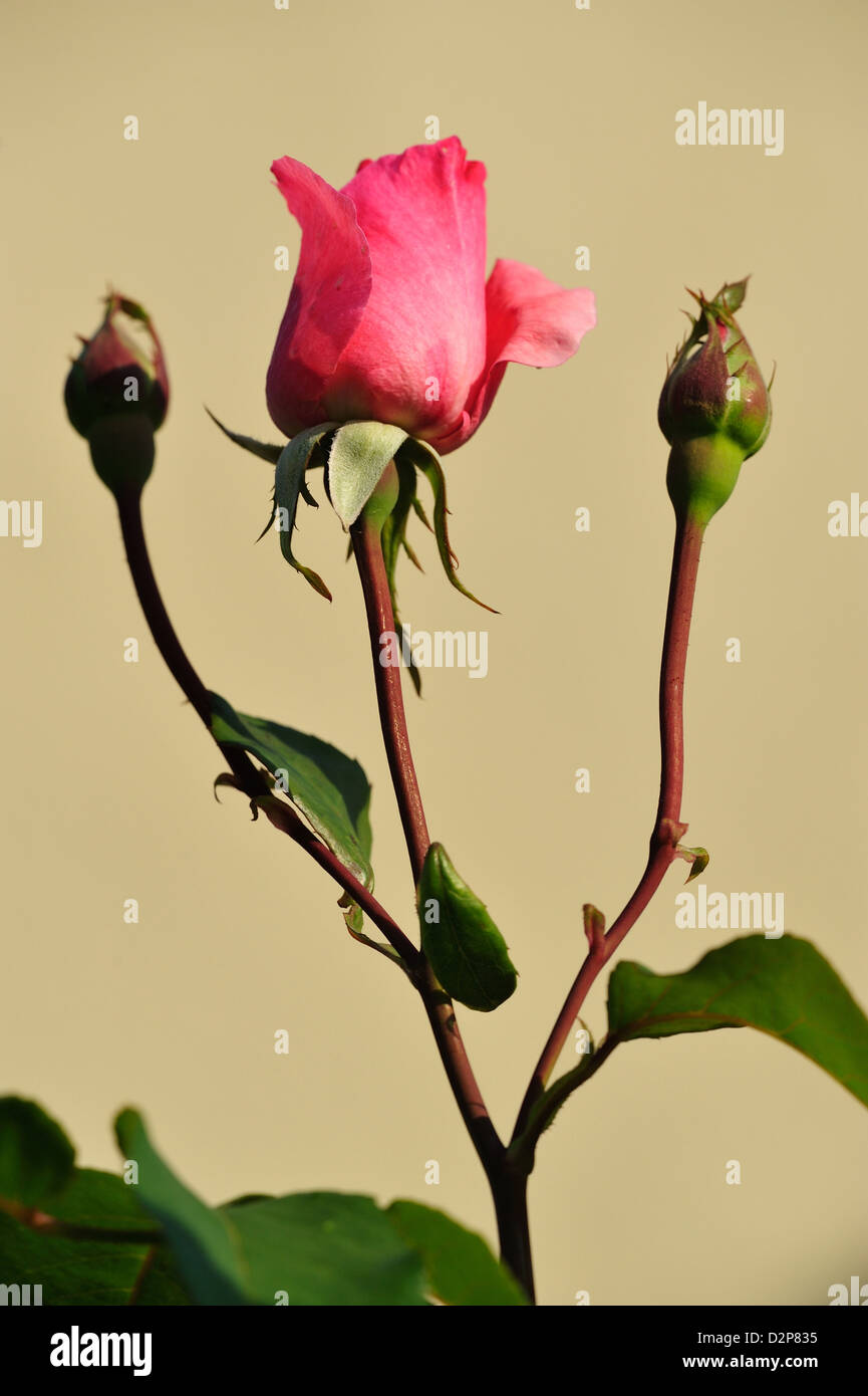 Floribunda-Rose (Rosa spec.) • Landkreis Schwäbisch Hall, Baden-Württemberg, Deutschland, Deutschland Stockfoto