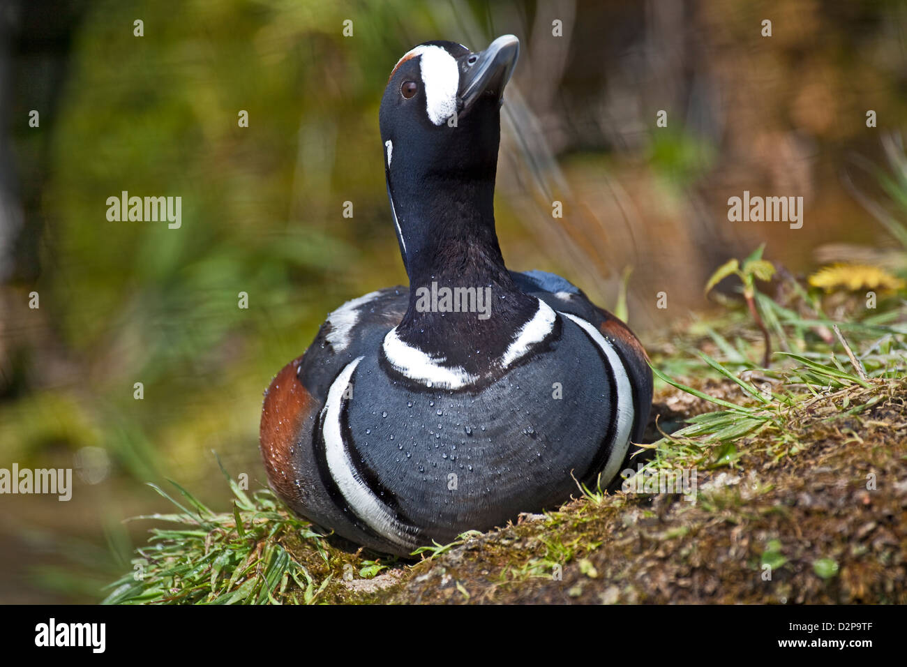 Männliche Ente Harlekin Stockfoto