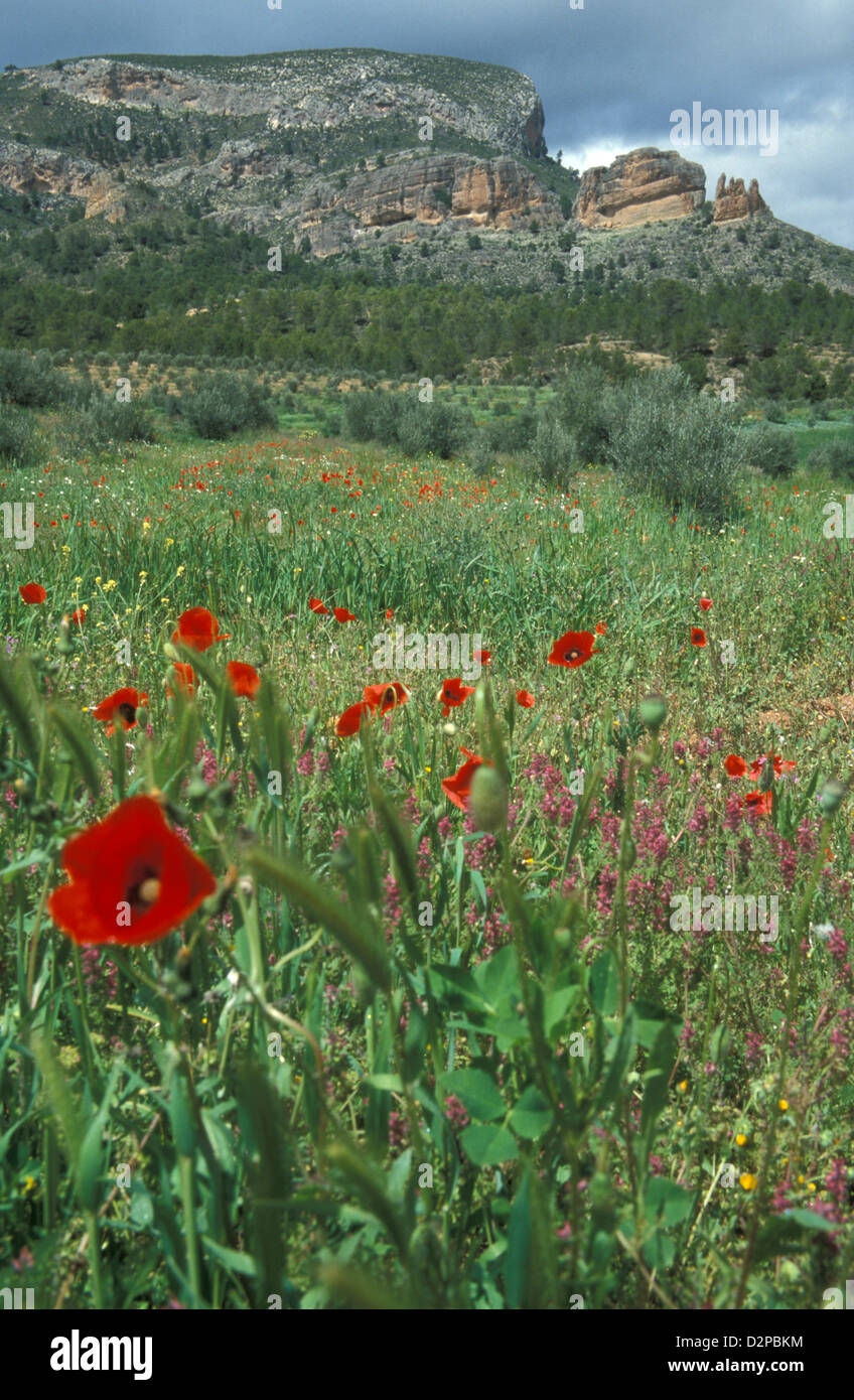 Penarrubia 'Ruby Rock', Albacete, Kastilien-La Mancha, Spanien Stockfoto