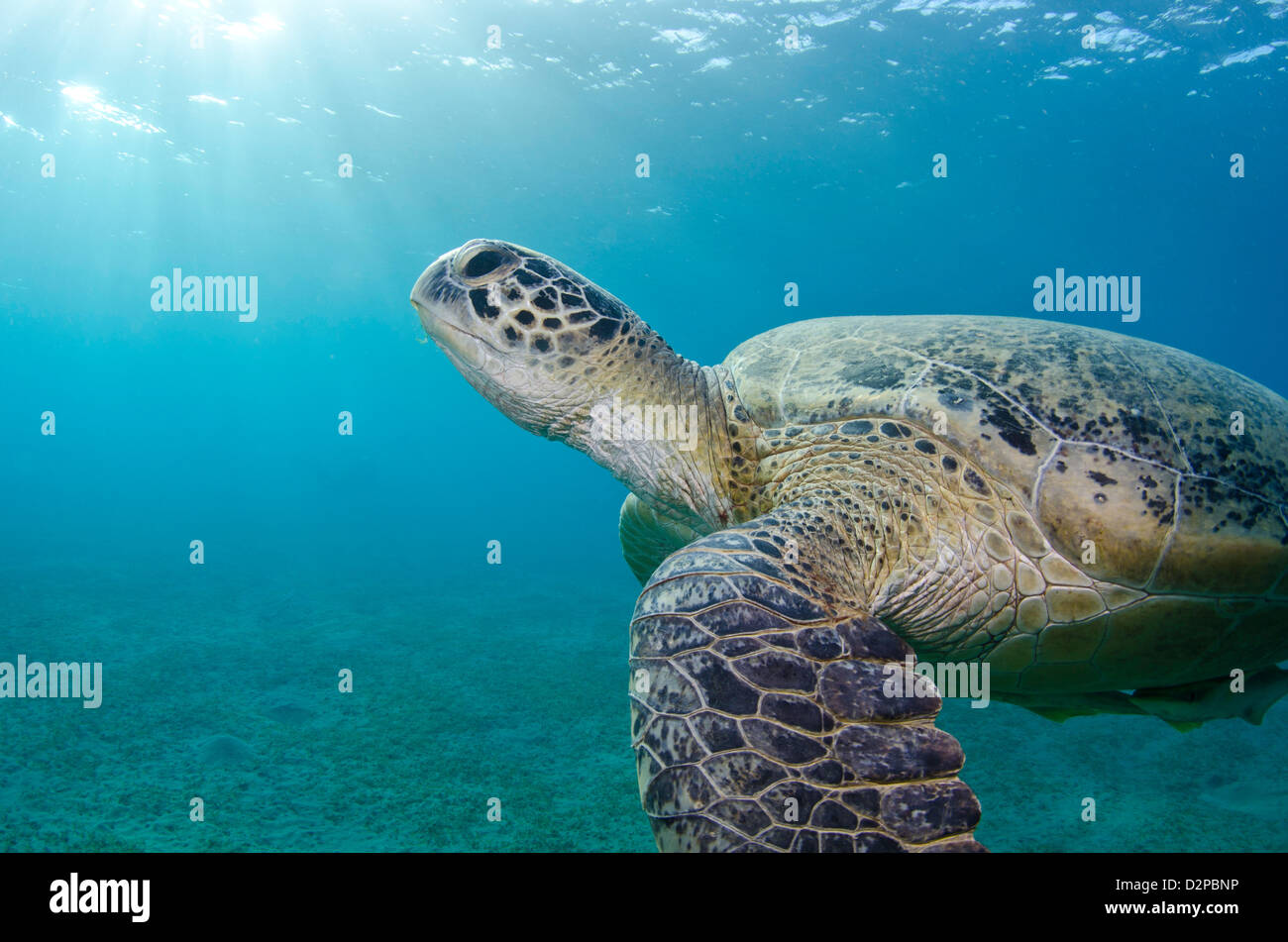 Grüne Meeresschildkröte unter Wasser Stockfoto