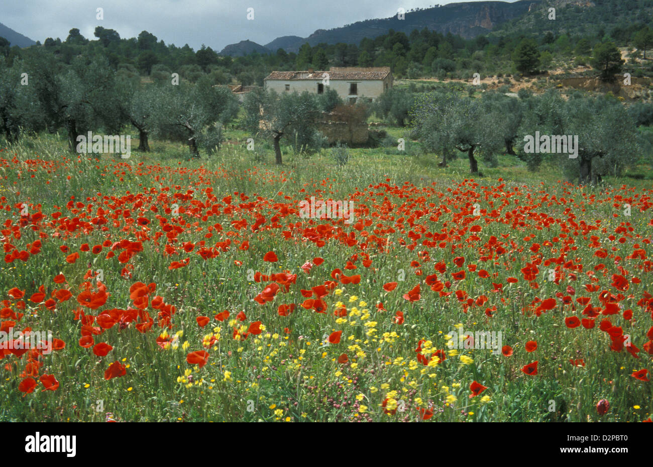 Mohn blüht in Albacete Provinz um Jartos, Kastilien-La Mancha, Spanien Stockfoto