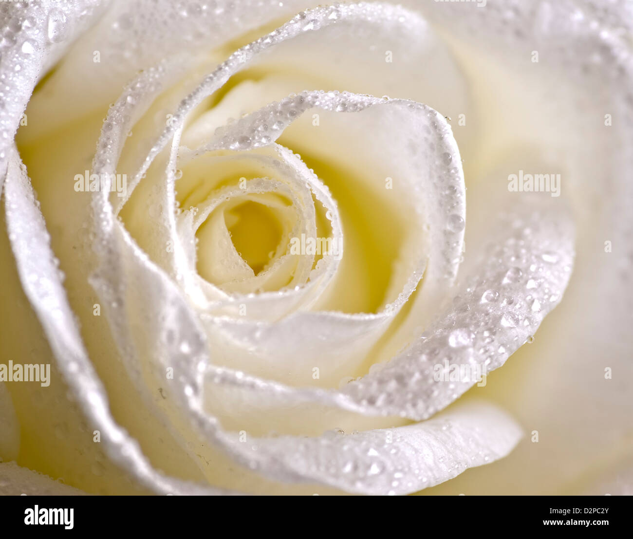 Makro Nahaufnahme einer einzigen feucht weiße Rose mit Tautropfen, Stillleben Stockfoto