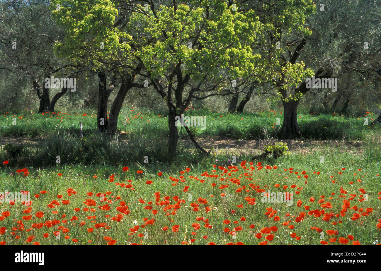 Mohnblumen in Mandel Hain, Albacete, Kastilien-La Mancha, Spanien Stockfoto