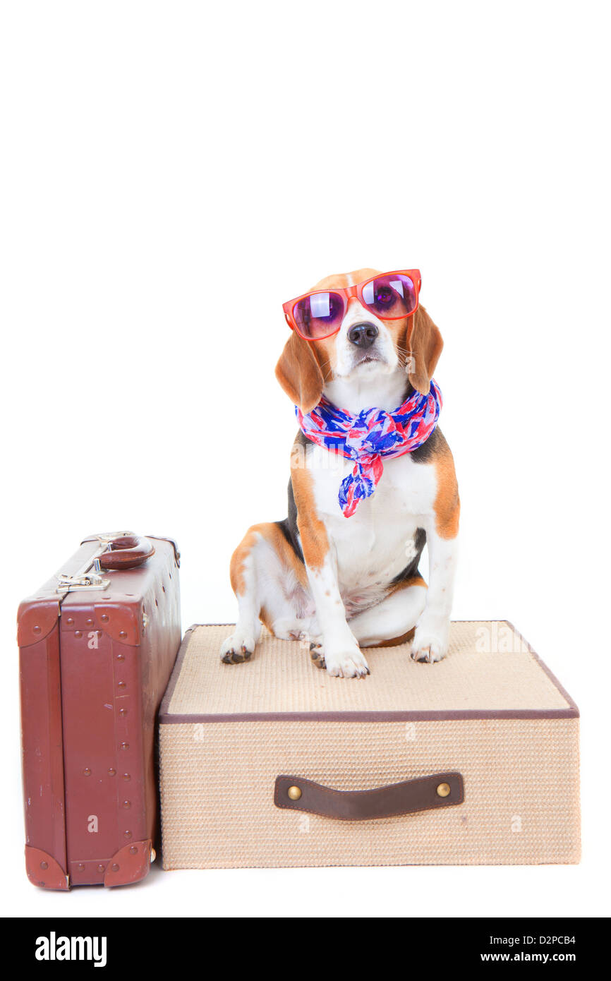 Beagle Hund mit Koffern als Konzept für die Reise im Sommerurlaub oder Ferien Stockfoto