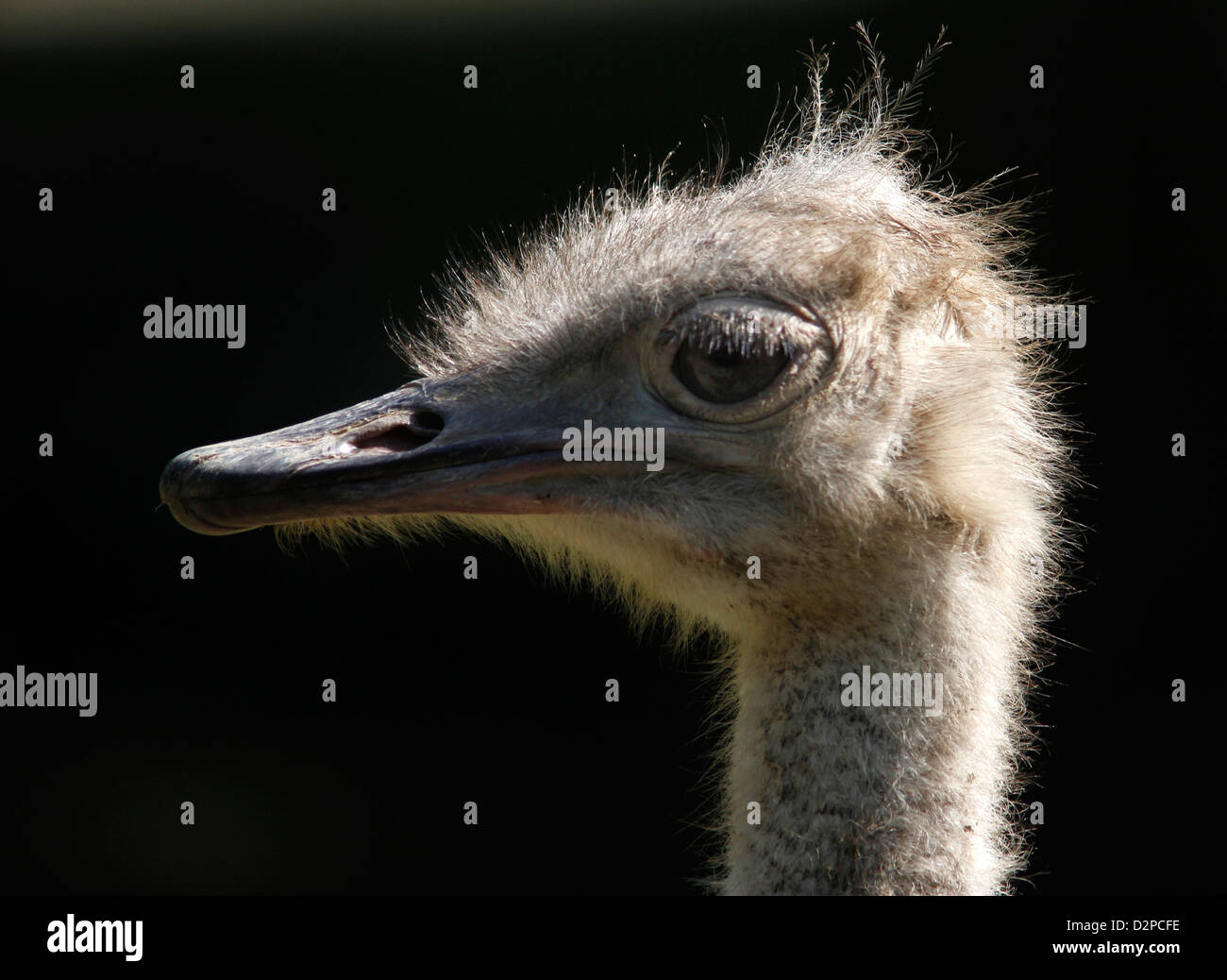Strauße hautnah Kopf Memphis Zoo Vogel flugunfähig Stockfoto