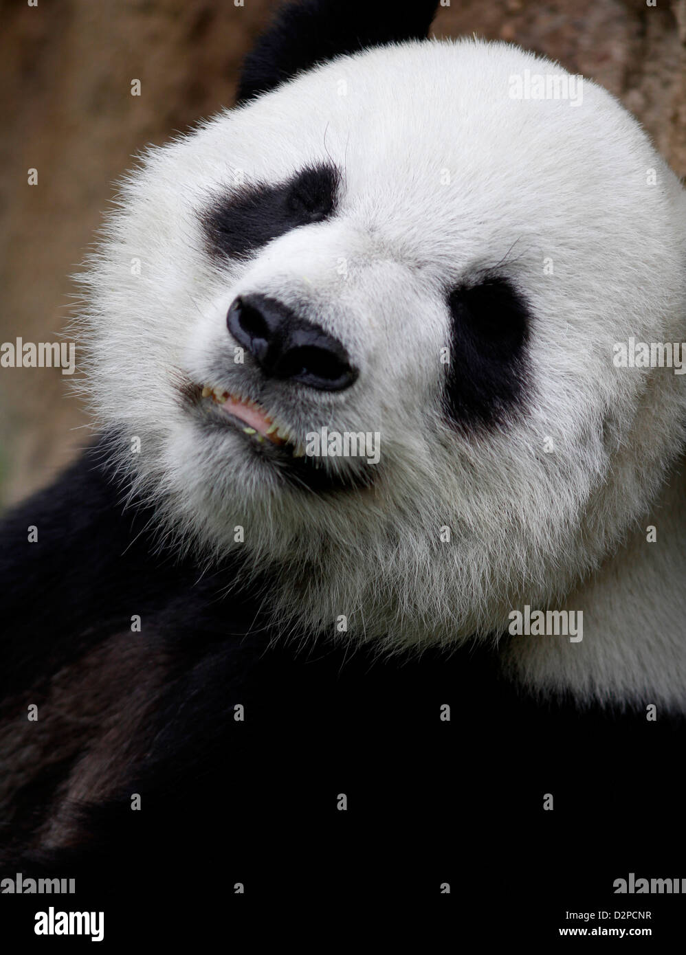 Giant Panda Bambus Zoo von Memphis Tennessee Essen Stockfoto