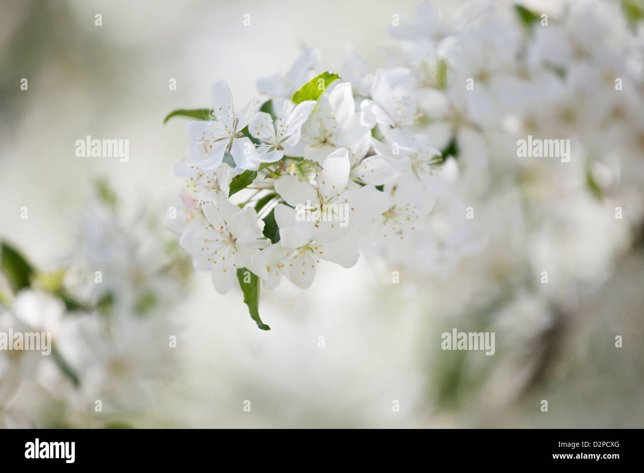 Malus Transitoria Krabbe Apfelbaum in Blüte Stockfoto