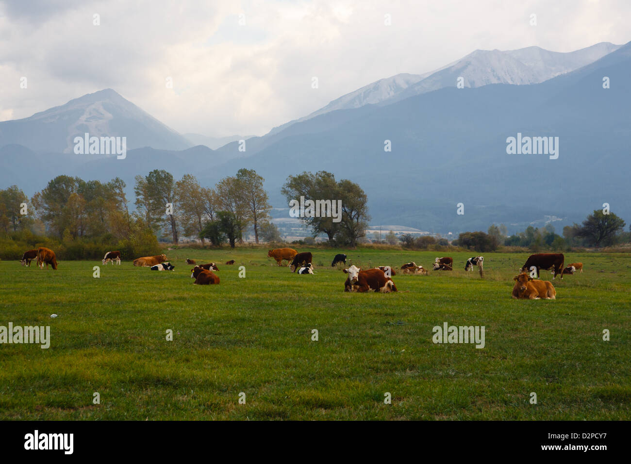 Weidenden Herde der Kühe mit Bergen im Hintergrund Stockfoto