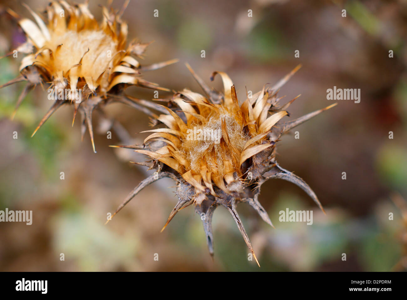 Getrocknete Milch Distel Kronen (seligen Mariendistel, der Muttergottes Distel) - Silybum Marianum, Blütenstandsboden Marianus. "Mariendistel". Stockfoto