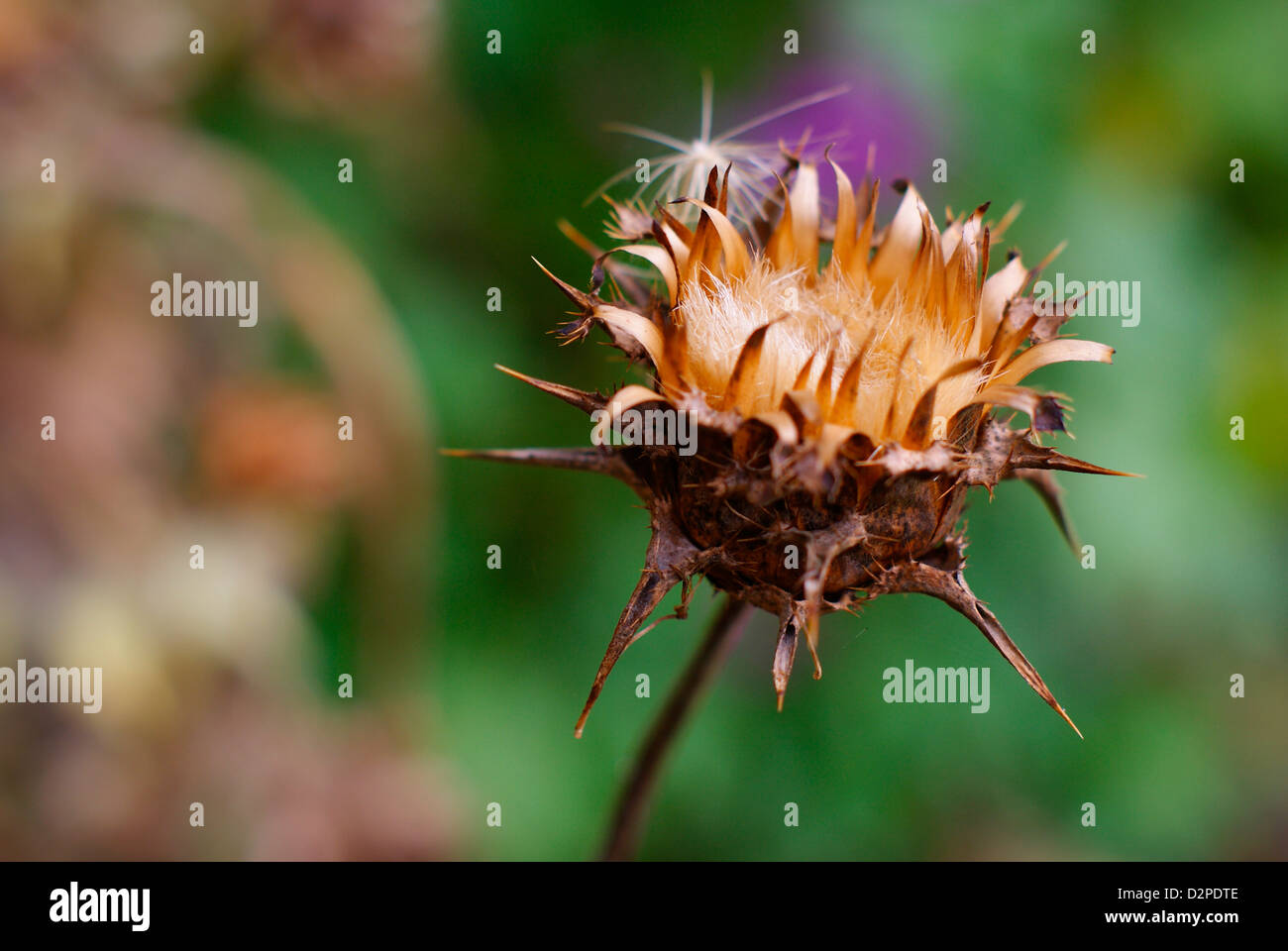 Silybum Marianum, Blütenstandsboden Marianus - getrocknete Milch Distel Krone. Auch bekannt als Selige Mariendistel, unserer lieben Frau / St Mary Distel. Stockfoto
